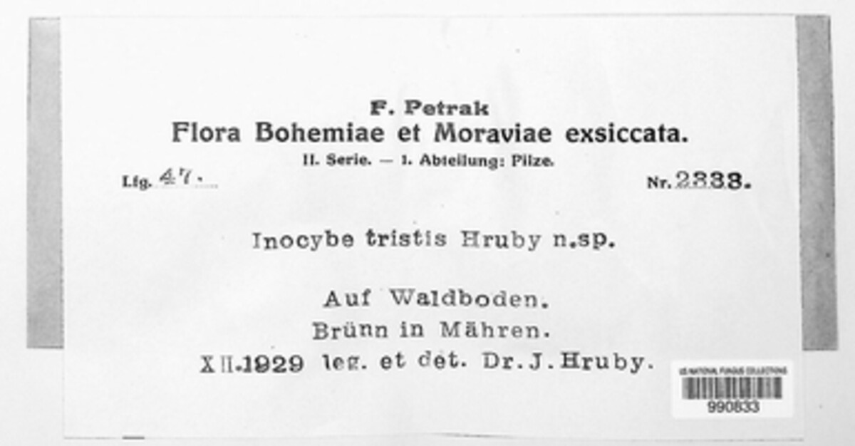 Inocybe tristis image